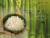 Rice & Vegetables